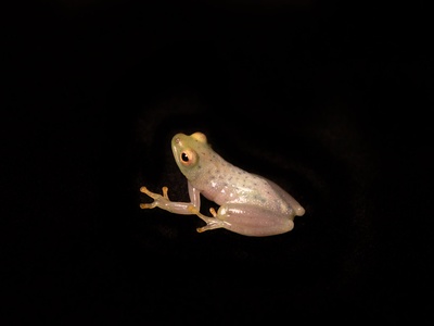 Sharp-nosed Reed Frog