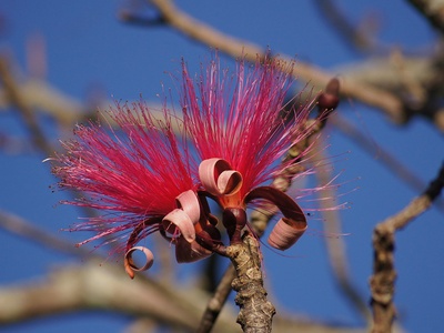 Shaving Brush Tree