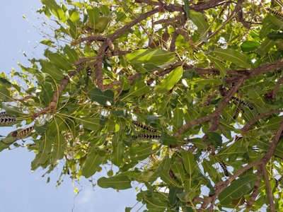 Shea Tree