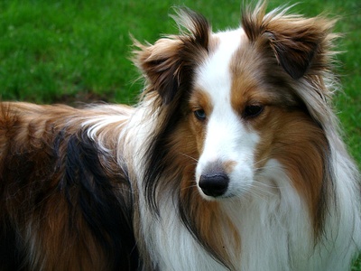 Shetland Sheepdog