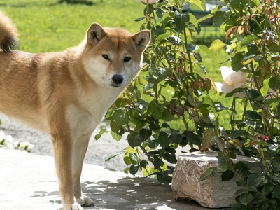 Shiba Inu