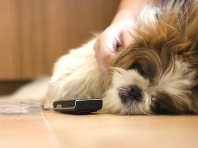 Shih Tzu