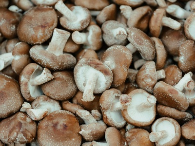Shiitake