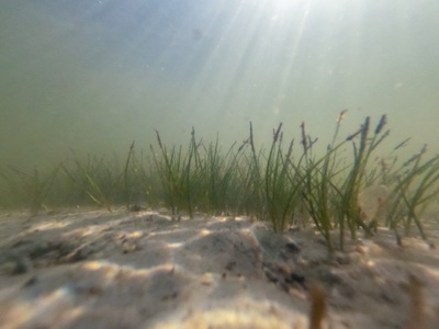 Shoalgrass