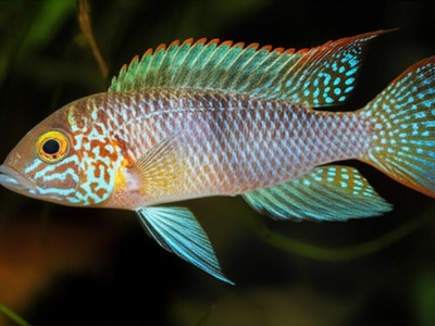 Short-body cichlid