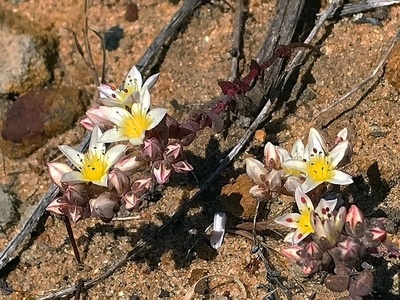Short-leaved Dudleya