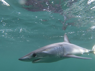 Shortfin Mako Shark