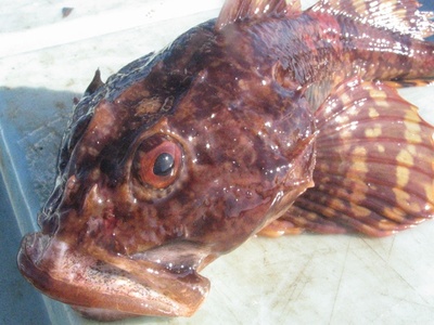 Shorthorn sculpin