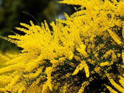 Shower of Gold