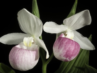 Showy Lady's Slipper