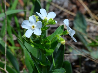 Showy Stickseed