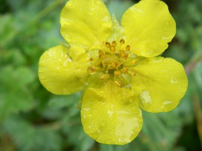 Shrubby cinquefoil