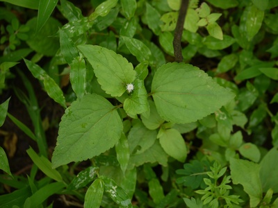 Siam weed