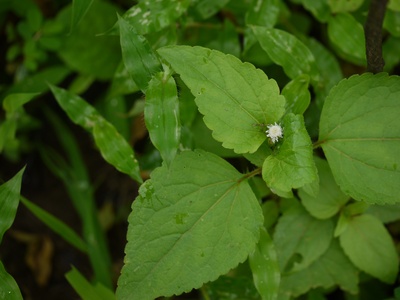 Siam Weed