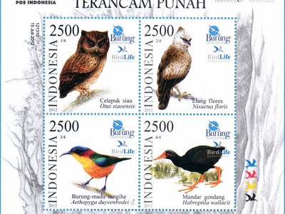 Siau Scops-Owl
