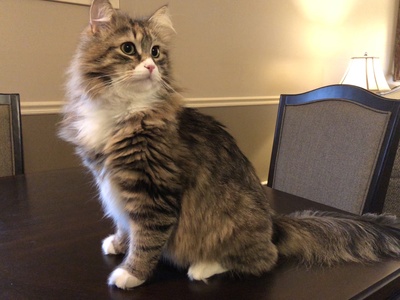 Siberian