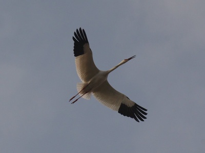 Siberian Crane
