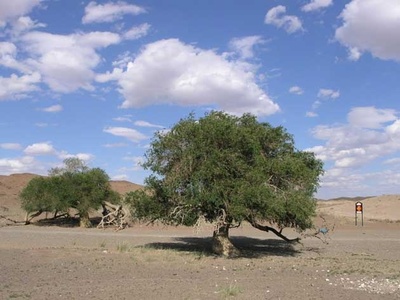 Siberian elm