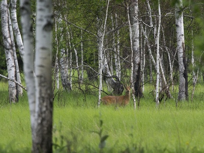 Siberian Roe Deer