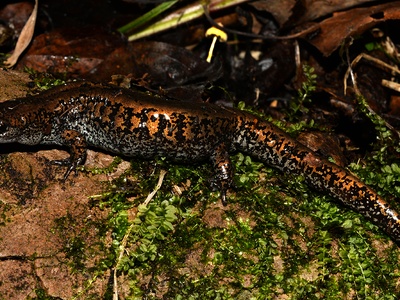 Siberian Salamander