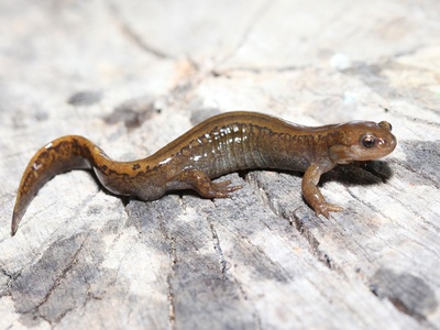 Siberian Salamander