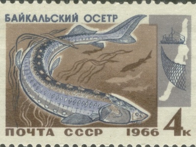 Siberian sturgeon