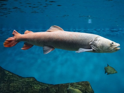 Siberian taimen