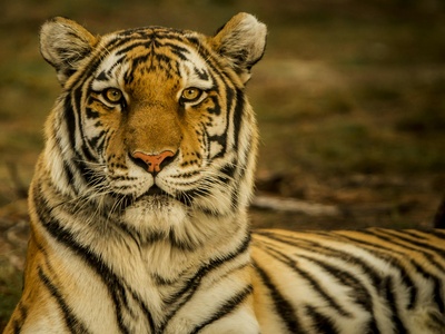 Siberian Tiger