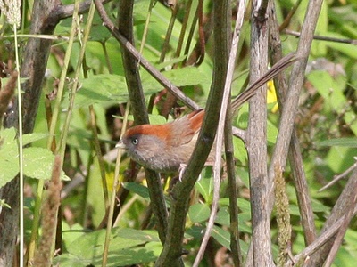 Sichuan parrotbill