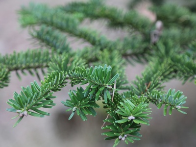Sicilian Fir