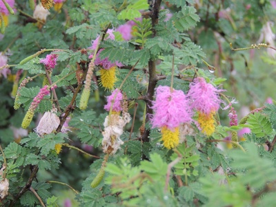 Sickle Bush
