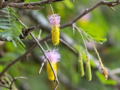Sickle Bush