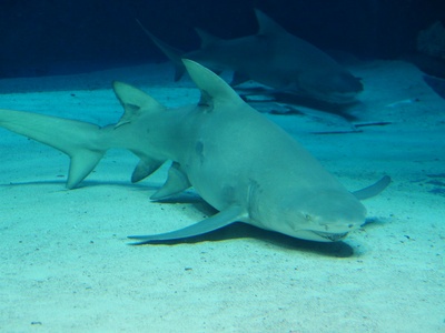 Sicklefin lemon shark