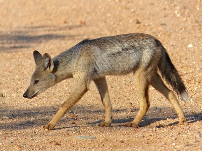 Side-striped jackal