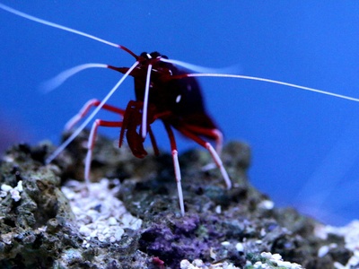Signal crayfish (alternative populations)
