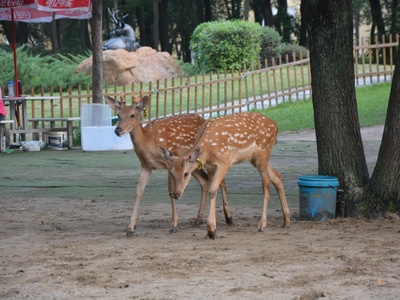 Sika Deer