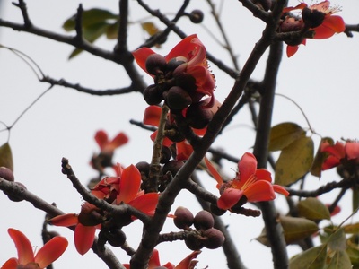 Silk Cotton Tree