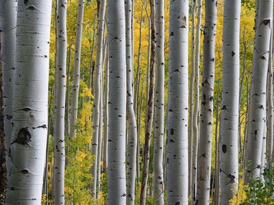 Silver birch