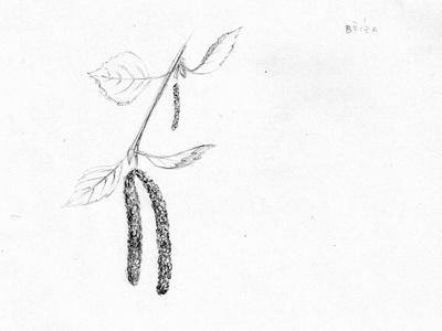 Silver birch