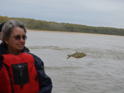 Silver Carp