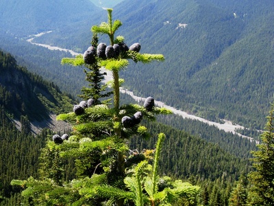 Silver fir