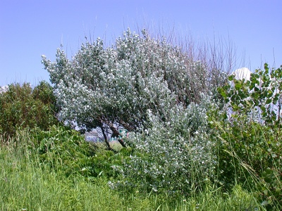 Silver Poplar (pyramidalis)