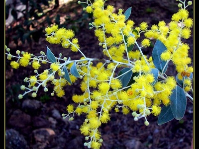 Silver wattle (Acacia)
