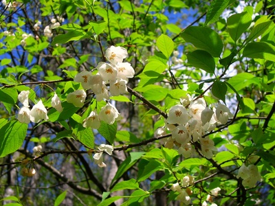 Silverbell (Carolina)
