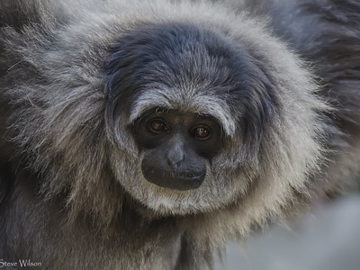 Silvery Gibbon