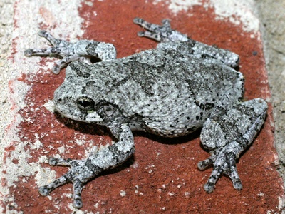 Silvery Tree Frog