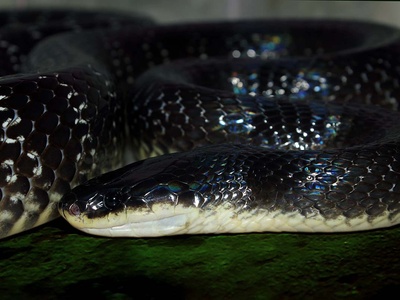 Sind Krait
