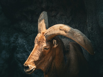 Sindh Ibex