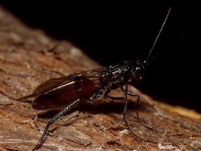 Sirex Woodwasp