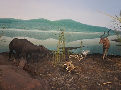 Sitatunga